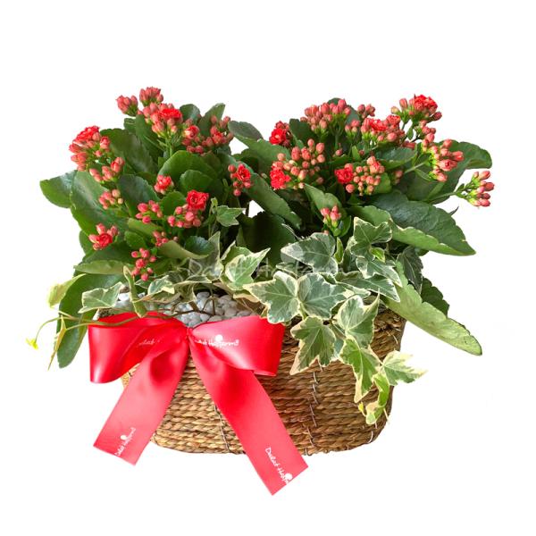 Chậu Hoa Thiết Kế Trường Thọ 064