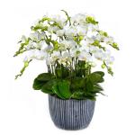 Lan Hồ Điệp Thịnh Vượng 060