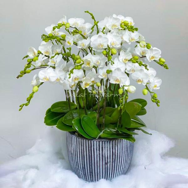 Lan Hồ Điệp Thịnh Vượng 060