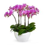 Lan Hồ Điệp Viên Mãn 057