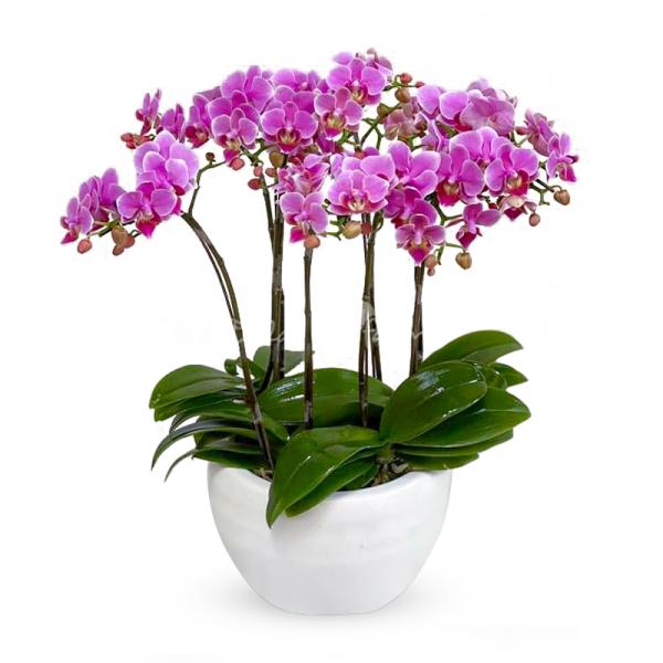 Lan Hồ Điệp Viên Mãn 057