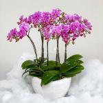 Lan Hồ Điệp Viên Mãn 057