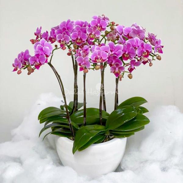 Lan Hồ Điệp Viên Mãn 057