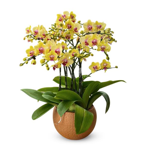 Lan Hồ Điệp Thành Ý 054