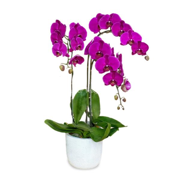 Lan Hồ Điệp Viên Mãn 049