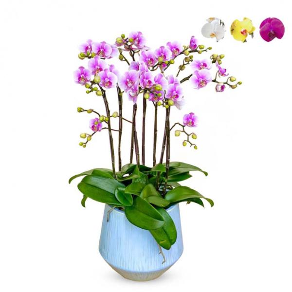 Lan Hồ Điệp Viên Mãn 029