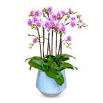 Lan Hồ Điệp Viên Mãn 029