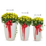 Chậu Hoa Cúc Tết Đong Đầy 120