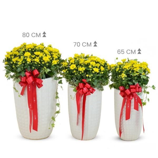 Chậu Hoa Cúc Tết Đong Đầy 120