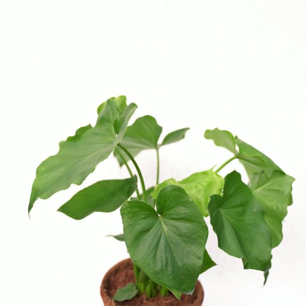 Chậu Cây Thiết Kế Đồng Xanh 124