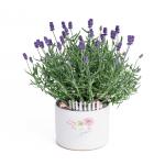 Plant4You - Chậu Hoa Lavender