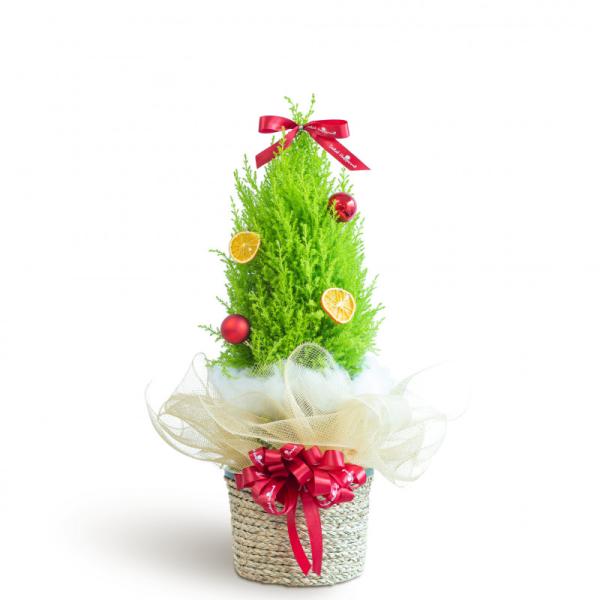 Giỏ Cây Tùng Thơm 40cm+ Decor 085