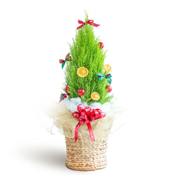 Giỏ Cây Tùng Thơm 60cm+ Decor 086