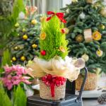 Giỏ Cây Tùng Thơm 40cm+ Decor 085