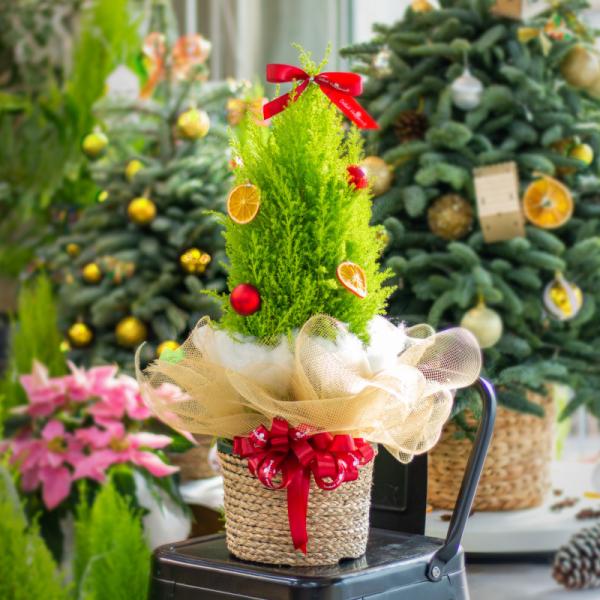 Giỏ Cây Tùng Thơm 40cm+ Decor 085