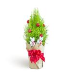 Chậu Giấy Gói Cây Tùng Thơm 60cm+ Decor 088