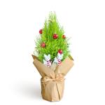 Chậu Giấy Gói Cây Tùng Thơm 40cm+ Decor 087