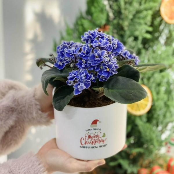 Chậu Sứ Hoa Violet Châu Phi 093