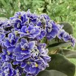 Chậu Sứ Hoa Violet Châu Phi 093