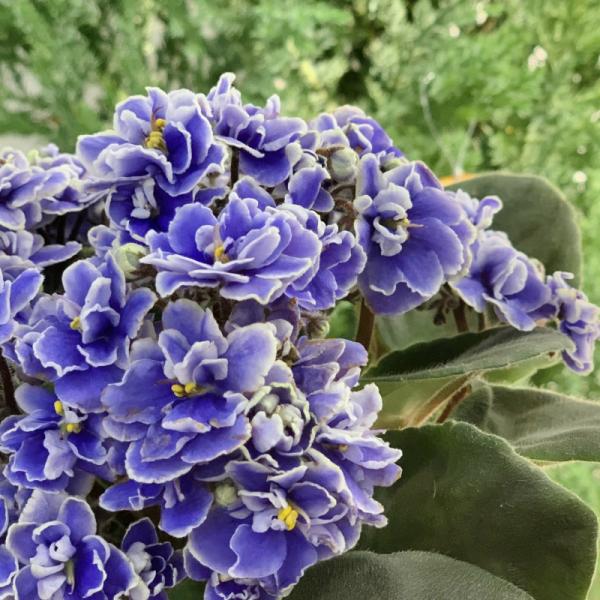 Chậu Sứ Hoa Violet Châu Phi 093