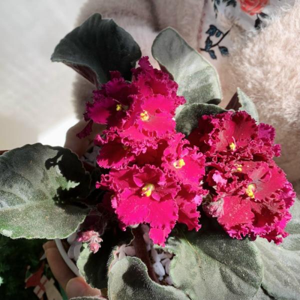 Chậu Sứ Hoa Violet Châu Phi 093