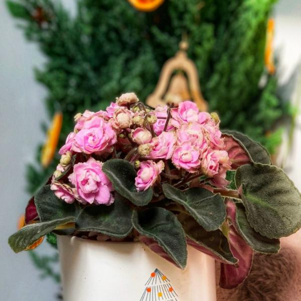 Chậu Sứ Hoa Violet Châu Phi 093