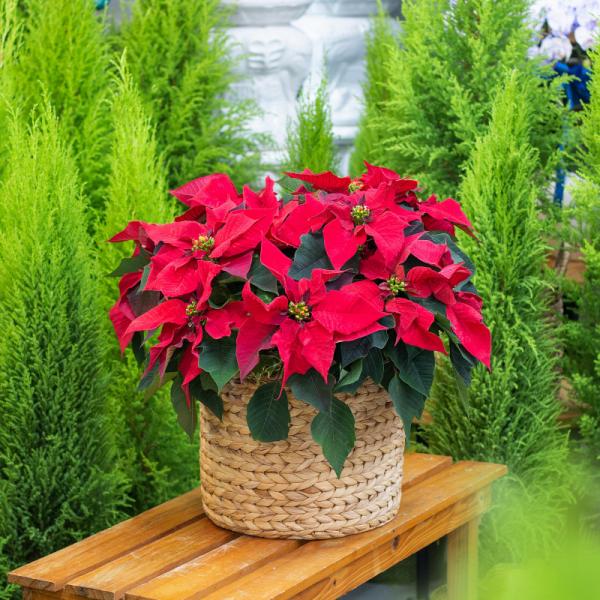 Giỏ Hoa Chậu Thiết Kế Hân Hoan 135