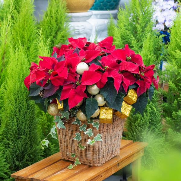 Giỏ Hoa Chậu Thiết Kế Hân Hoan 136