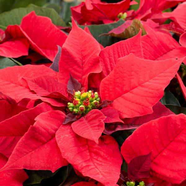 Giỏ Hoa Chậu Thiết Kế Hân Hoan 135