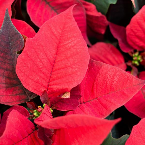 Giỏ Hoa Chậu Thiết Kế Hân Hoan 136