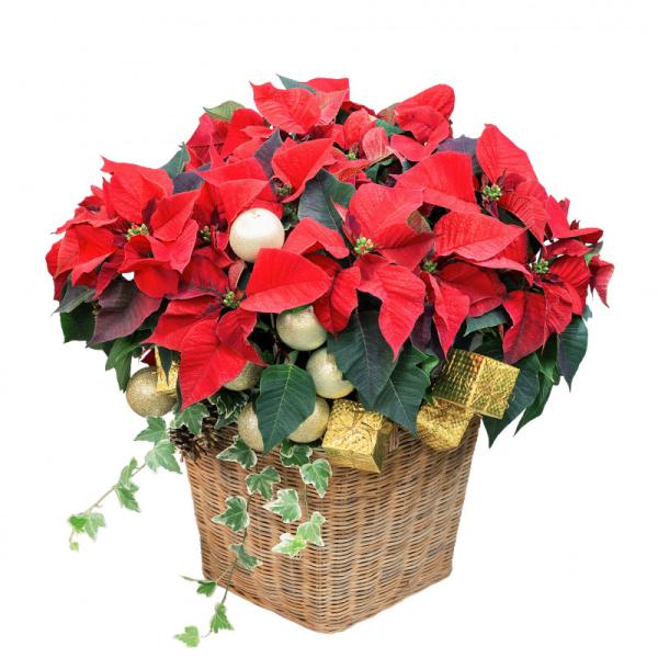 Giỏ Hoa Chậu Thiết Kế Hân Hoan 136