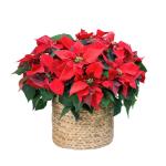 Giỏ Hoa Chậu Thiết Kế Hân Hoan 135