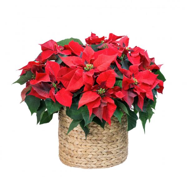 Giỏ Hoa Chậu Thiết Kế Hân Hoan 135