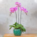 Lan Hồ Điệp Hồng Phát 030