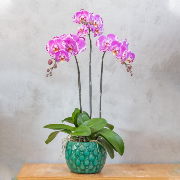 Lan Hồ Điệp Hồng Phát 030