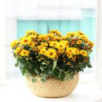 Giỏ Hoa Thiết Kế Nắng Ấm 037