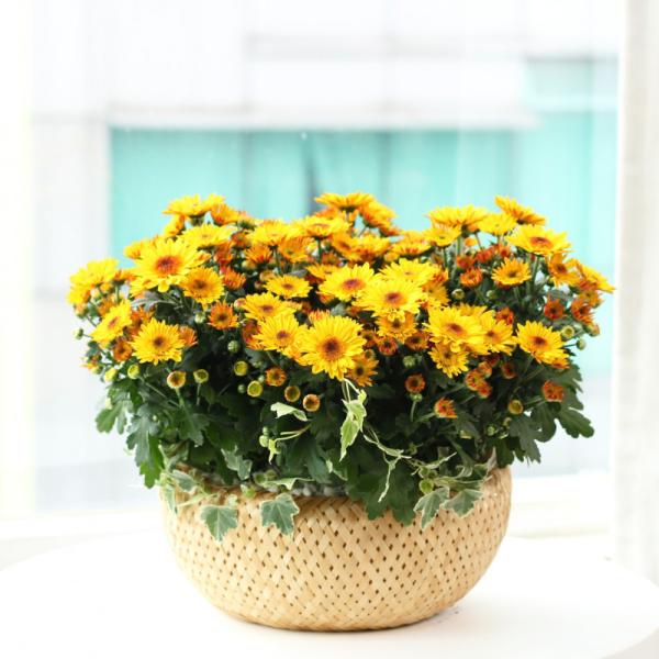 Giỏ Hoa Thiết Kế Nắng Ấm 037