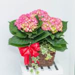 Chậu Hoa Thiết Kế Chân Thành 031