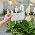 Chậu Cây Thiết Kế Trong Lành 025