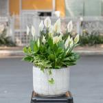 Chậu Cây Thiết Kế Trong Lành 025