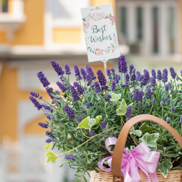 Giỏ Hoa Lavender Hạnh Phúc 128