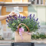 Giỏ Hoa Lavender Hạnh Phúc 128