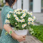 Chậu Hoa Thiết Kế Tinh Khôi 005