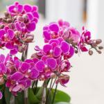 Tiểu Hồ Điệp Thanh Tú 072