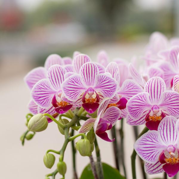 Tiểu Hồ Điệp Thanh Tú 070