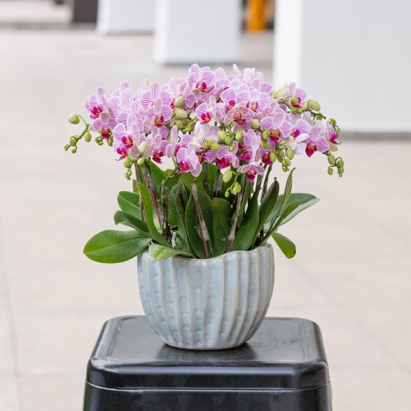 Tiểu Hồ Điệp Thanh Tú 071