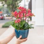 Tiểu Hồ Điệp Thanh Tú 072