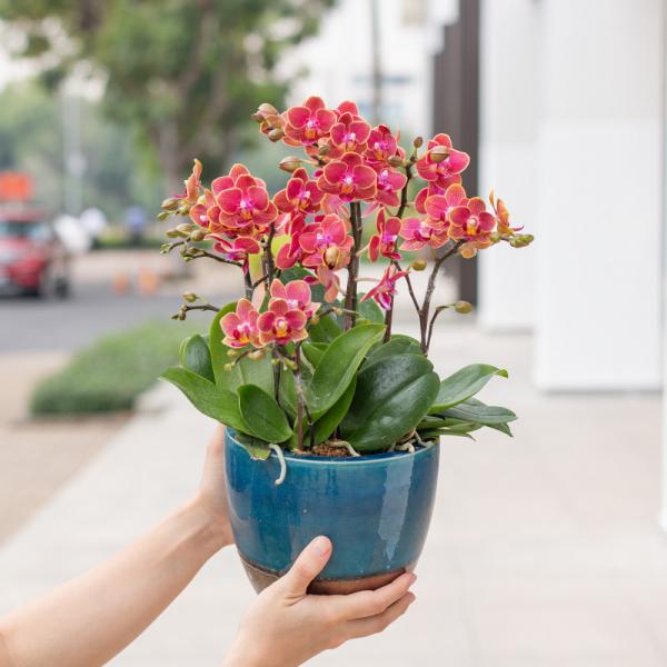 Tiểu Hồ Điệp Thanh Tú 072