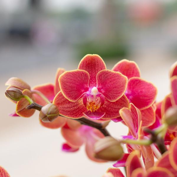 Tiểu Hồ Điệp Thanh Tú 071