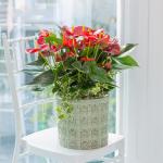 Chậu Cây Thiết Kế Nồng Ấm 019